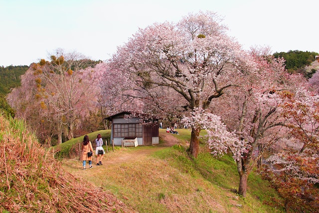Sakura, flor de cerezo
