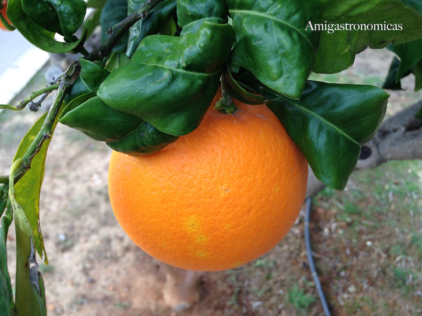 naranjas-nuestro-huerto-ontinyent-copyright-amigastronomicas