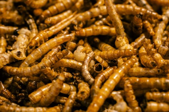 Harina de gusanos de harina