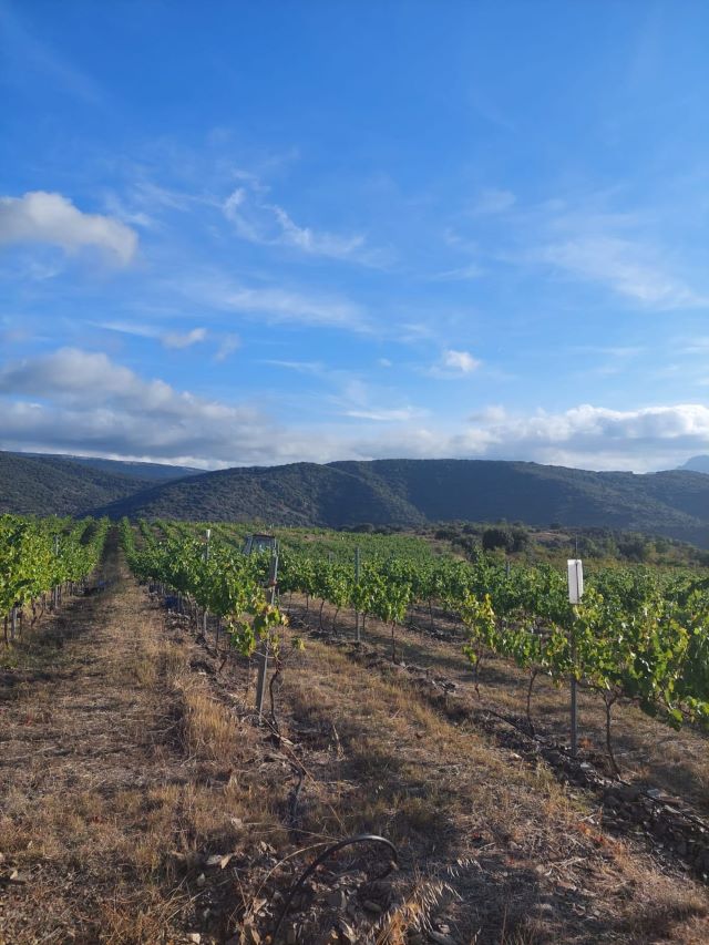 Conca de Barberà enoturismo