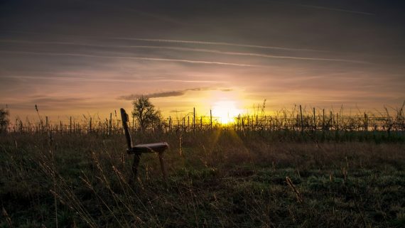 Vendimia amanecer Bodegas Sommos