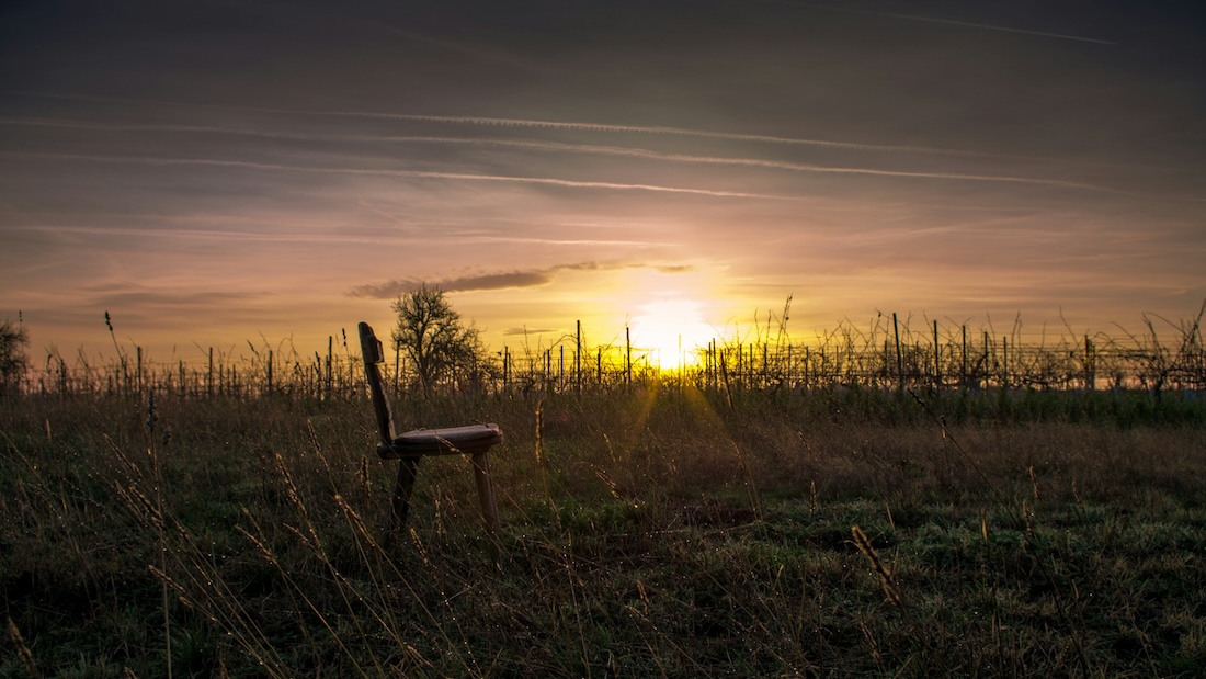 Vendimia amanecer Bodegas Sommos