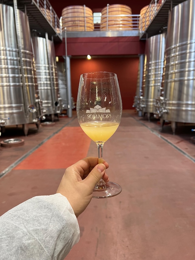 Copa de mosto en Bodegas Sommos