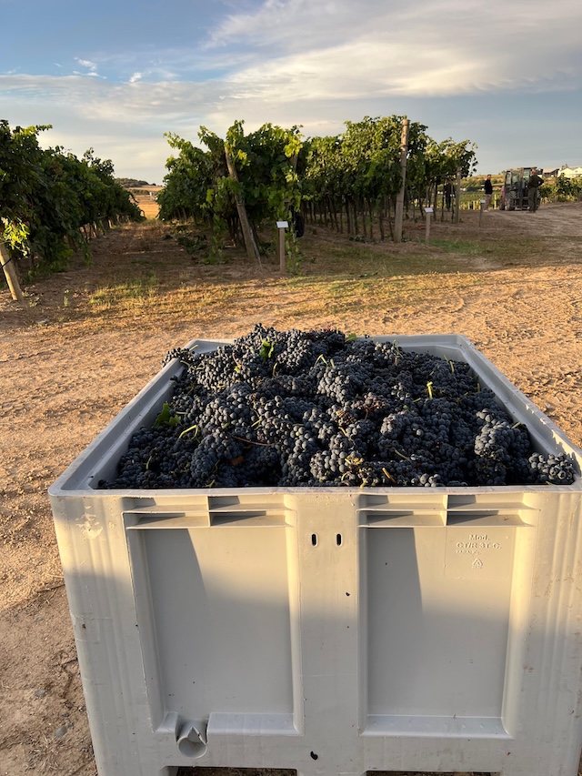 Uvas recién vendimiadas en Sommos