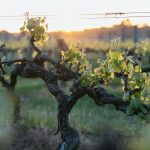 Enoturismo en invierno