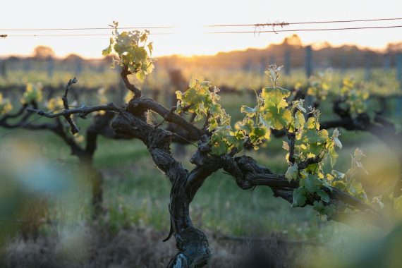 Enoturismo en invierno