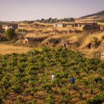 Viñas viejas en la Ribera del Duero de Dominio de Greda
