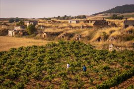 Viñas viejas en la Ribera del Duero de Dominio de Greda