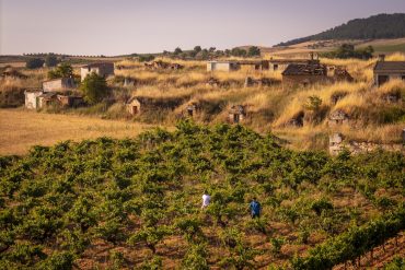 Viñas viejas en la Ribera del Duero de Dominio de Greda