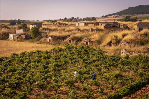 Viñas viejas en la Ribera del Duero de Dominio de Greda
