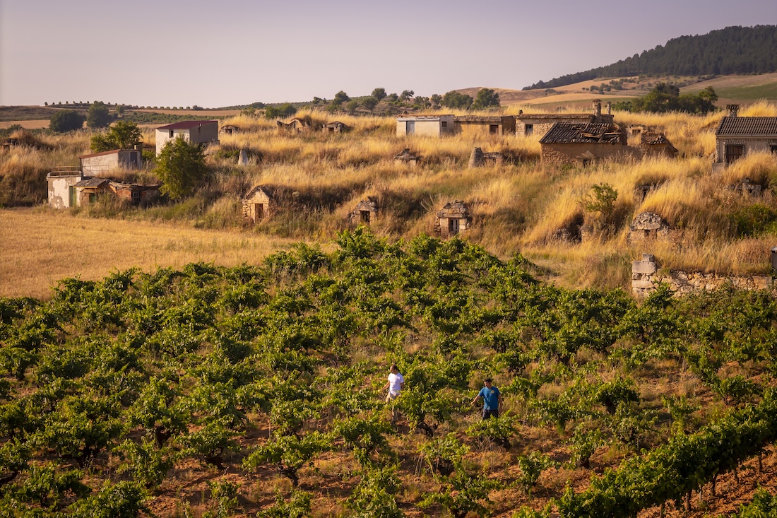 Viñas viejas en la Ribera del Duero de Dominio de Greda