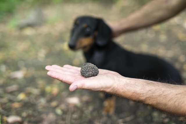 perro trufero recolección trufas frescas