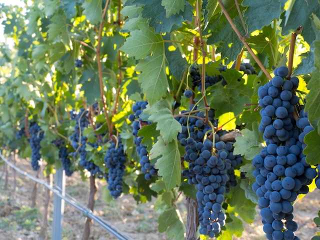 Uvas en viñedo del Cerrato palentino