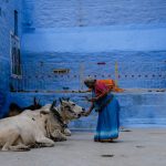 Mujer con sari azul alimentando a unas vacas frente a una fachada azul en la India, una escena de la vida cotidiana que puedes conocer al elegir un destino.