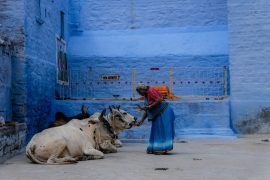 Mujer con sari azul alimentando a unas vacas frente a una fachada azul en la India, una escena de la vida cotidiana que puedes conocer al elegir un destino.