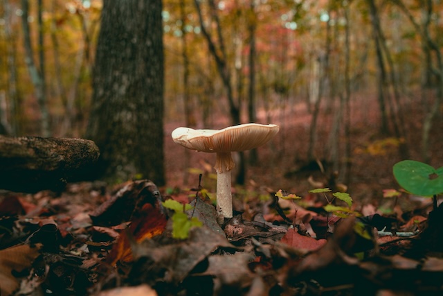 Seta silvestre con las láminas visibles entre hojas caídas en el bosque.