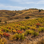 Imagen ilustrativa de un viñedo en otoño entre laderas secas, inspirada en el paisaje de La Vilueña