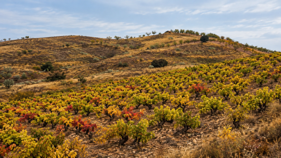 Imagen ilustrativa de un viñedo en otoño entre laderas secas, inspirada en el paisaje de La Vilueña