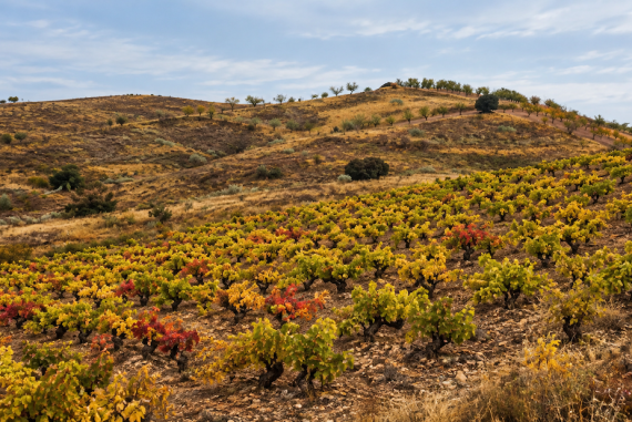 Imagen ilustrativa de un viñedo en otoño entre laderas secas, inspirada en el paisaje de La Vilueña